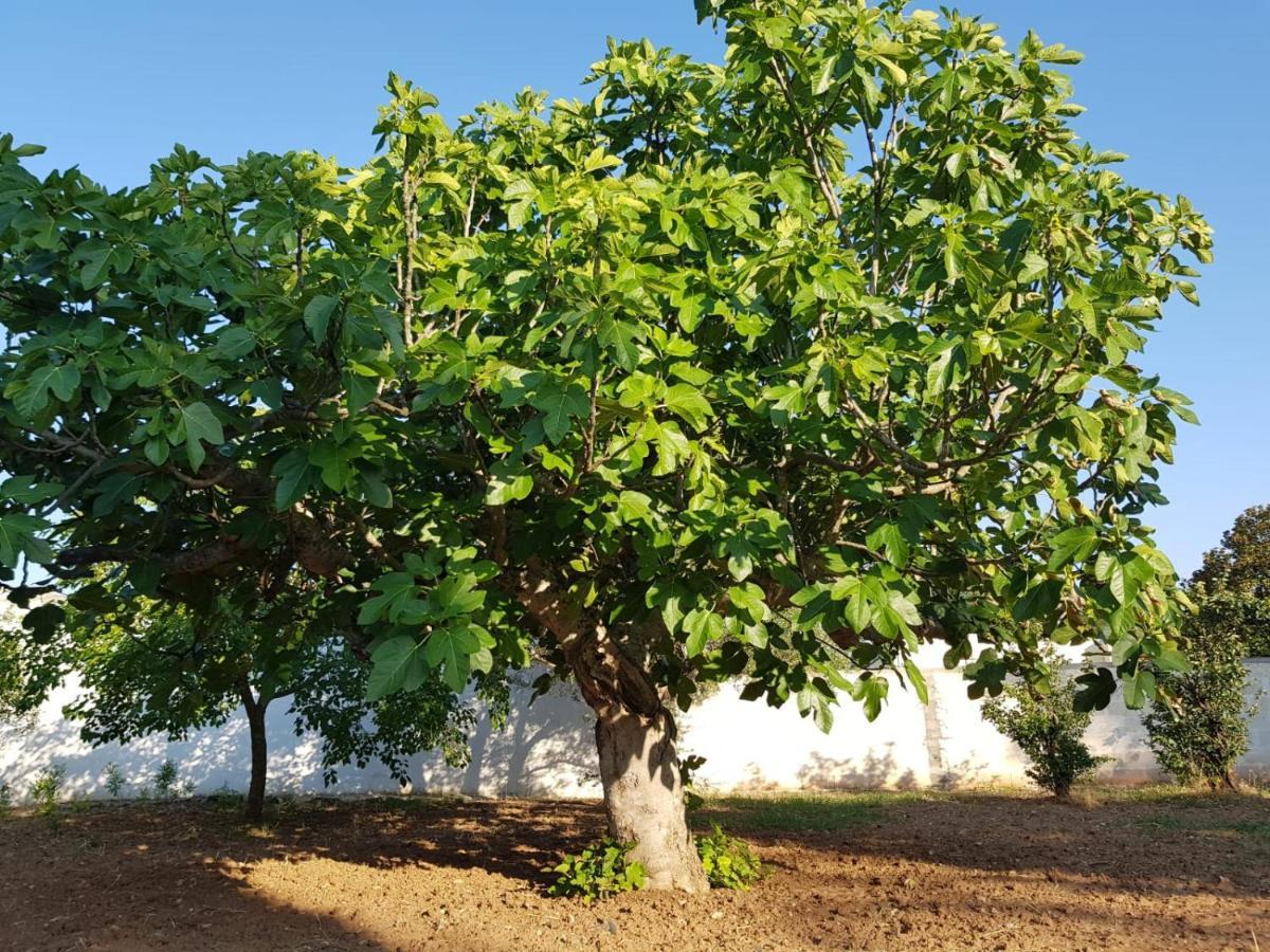 Casa Vacanze Salento - Villa Diso Galatina Dış mekan fotoğraf